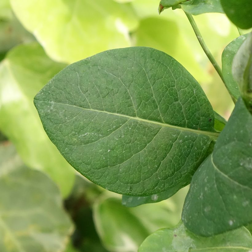 Madressilva-dos-bosques Belgica Select - Lonicera periclymenum (Folhagem)