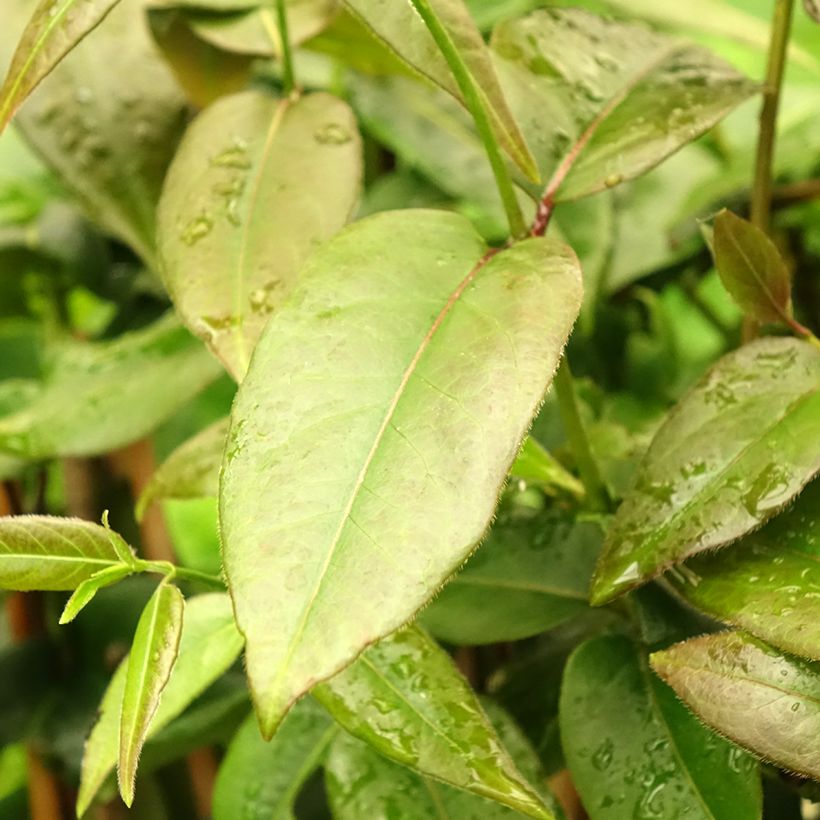 Lonicera henryi Copper Beauty (Folhagem)