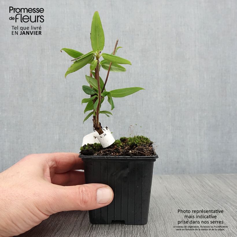 Amostra de Chèvrefeuille de Henry - Lonicera henryi Vaso de 8/9 cm tal como entregue no inverno