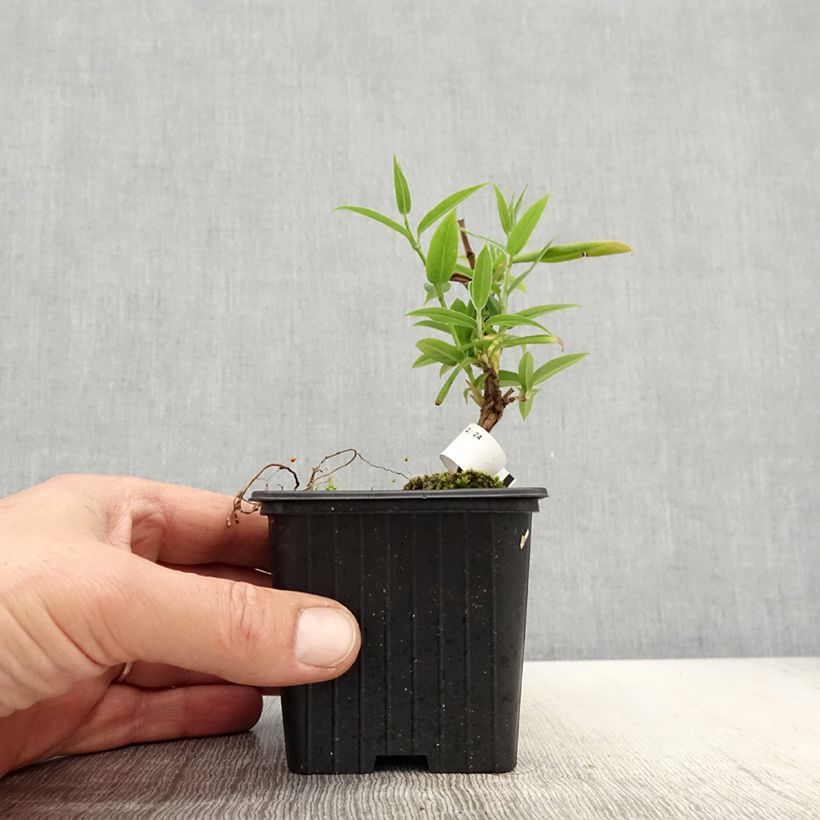 Amostra de Lonicera henryi Vaso de 8/9 cm tal como entregue na primavera