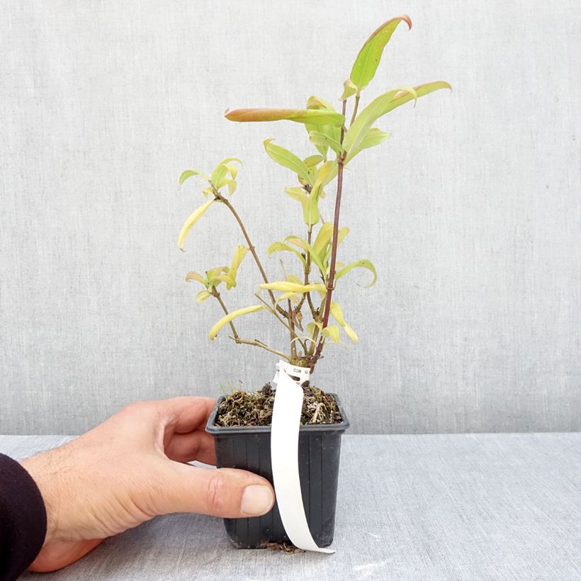 Amostra de Lonicera henryi Vaso de 8/9 cm tal como entregue no outono
