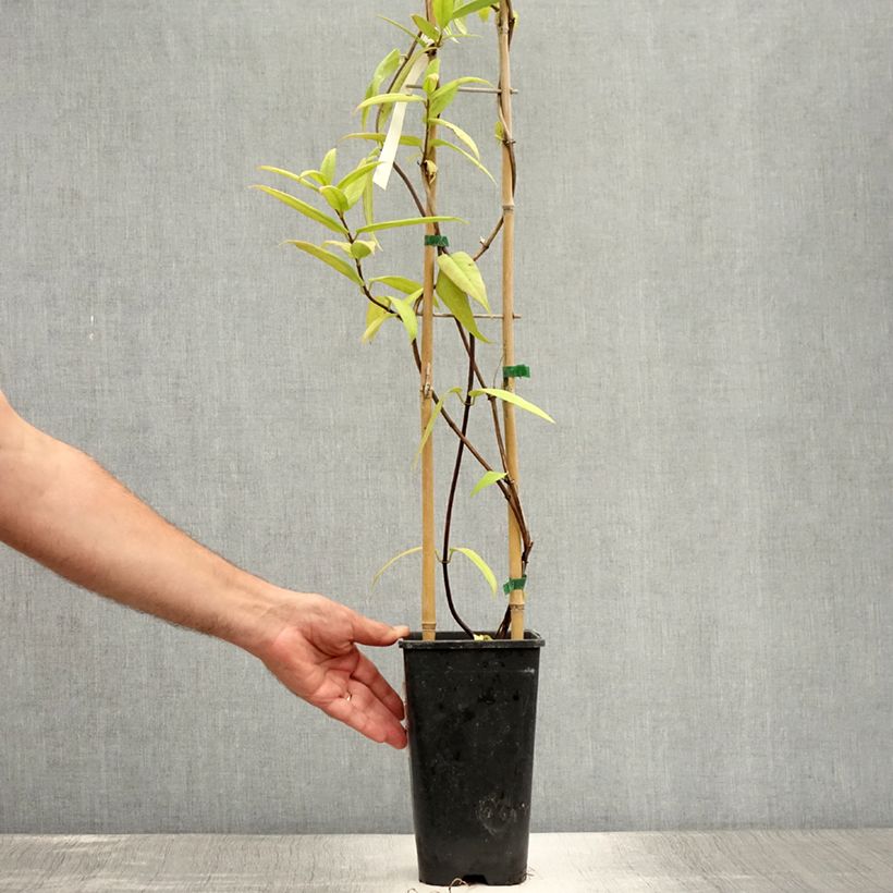 Amostra de Lonicera henryi Vaso de 2 L/3 L tal como entregue no verão