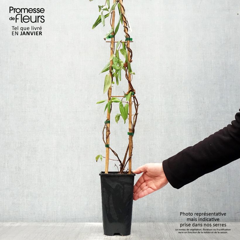 Amostra de Chèvrefeuille de Henry - Lonicera henryi Vaso de 2 L/3 L tal como entregue no inverno