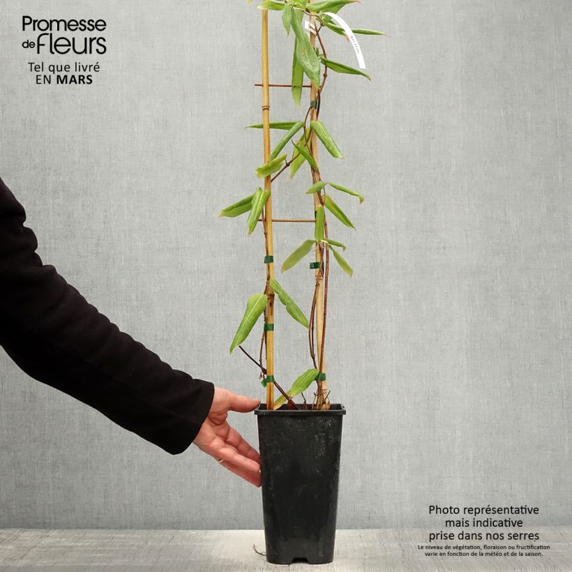 Amostra de Lonicera henryi Vaso de 2 L/3 L tal como entregue na primavera