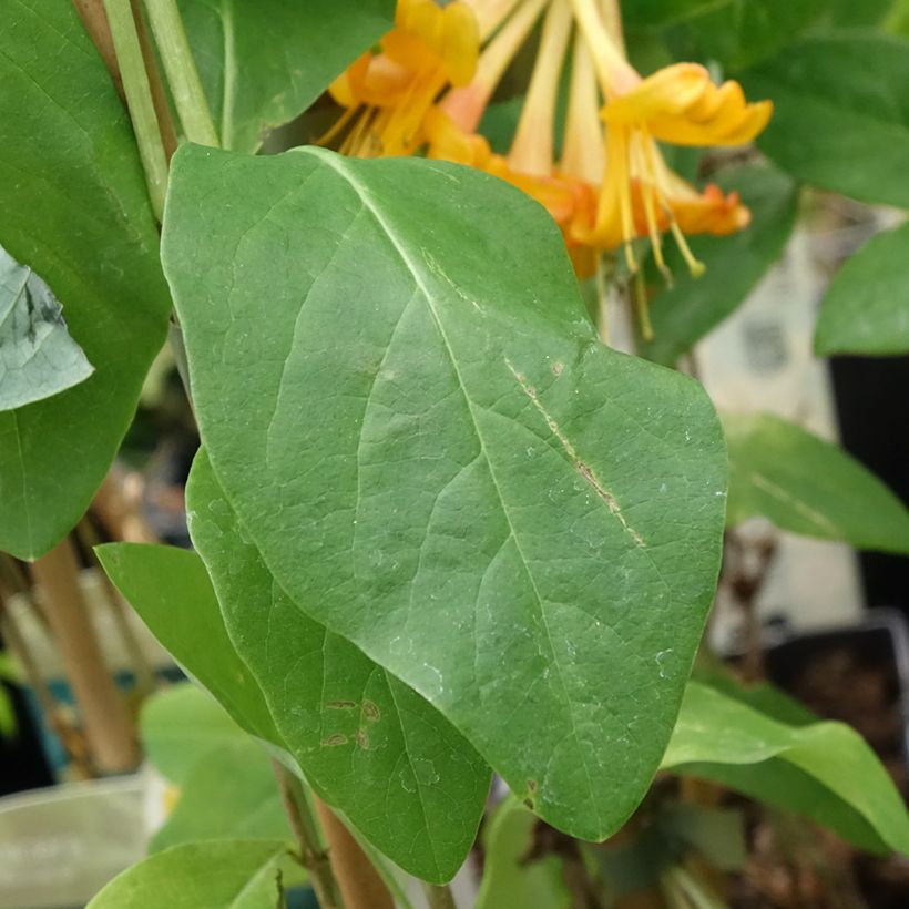Lonicera tellmaniana (Folhagem)