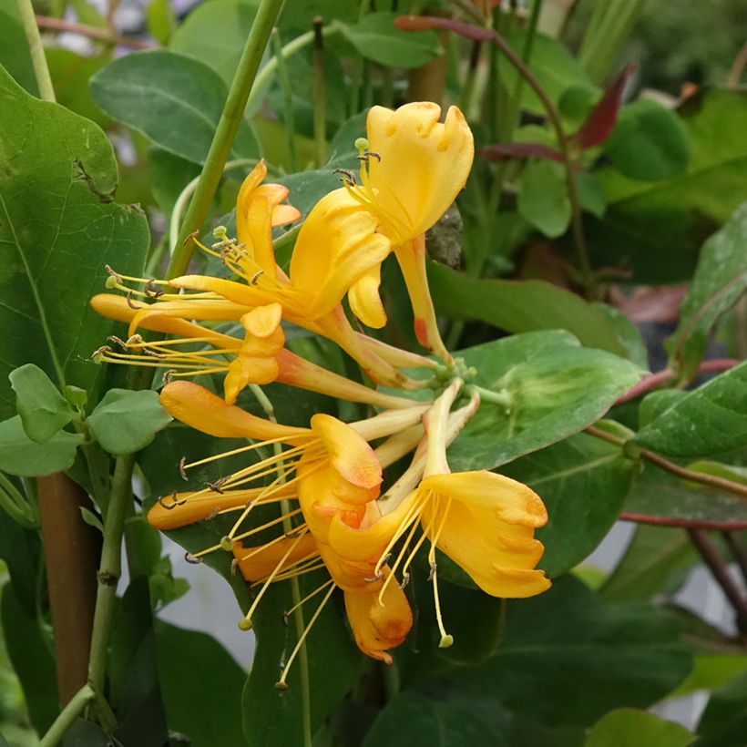 Lonicera tellmaniana (Floração)