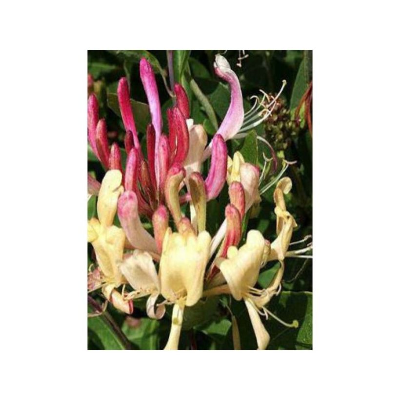 Madressilva-de-Henry Caprilia Ever - Lonicera henryi (Floração)