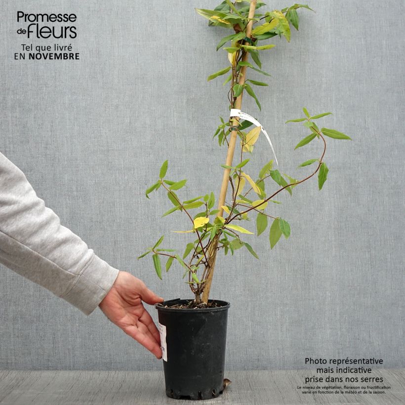 Amostra de Madressilva-de-Henry Caprilia Ever - Lonicera henryi Vaso de 2 L/3 L tal como entregue no outono