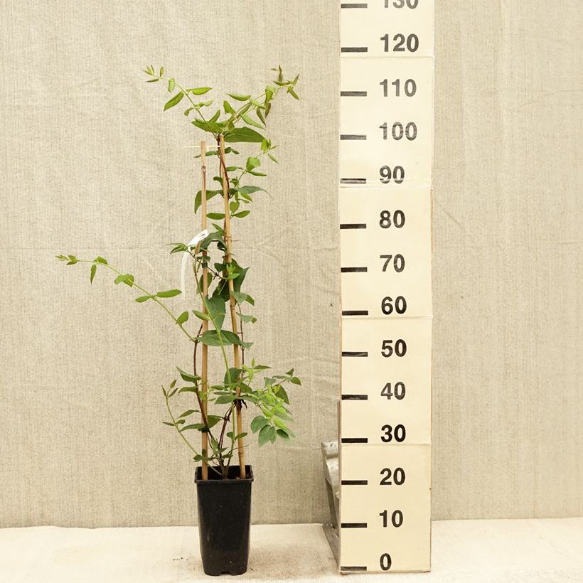 Amostra de Madressilva-de-Henry Caprilia Ever - Lonicera henryi Vaso de 2 L/3 L tal como entregue no verão