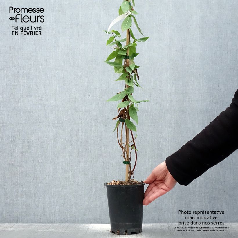 Amostra de Chèvrefeuille des bois Caprilia Ever Vaso de 2 L/3 L tal como entregue no inverno