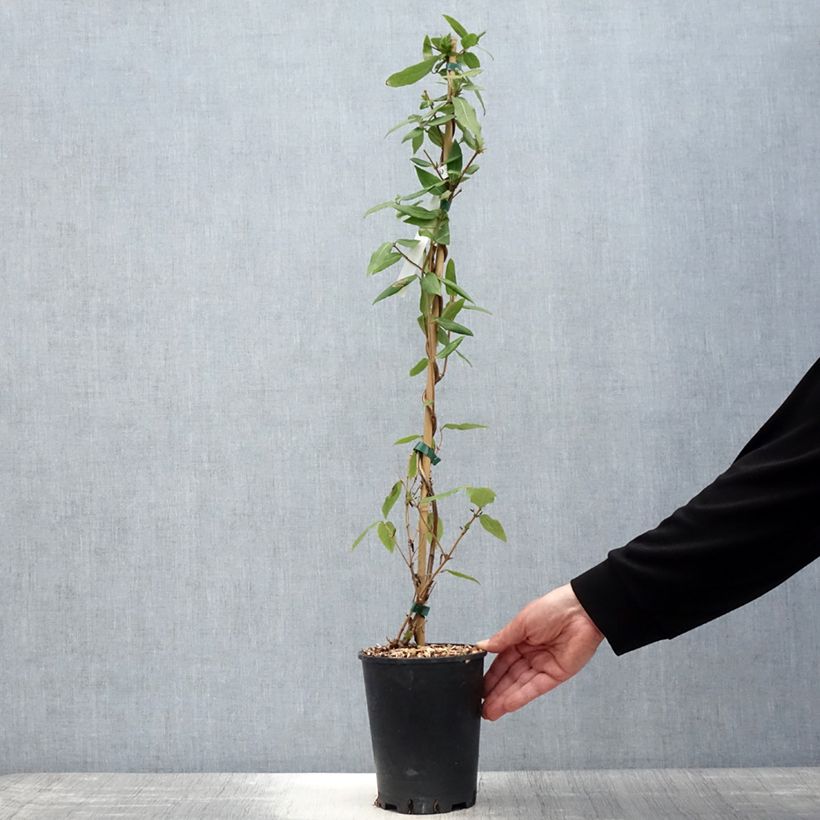 Amostra de Madressilva-de-Henry Caprilia Ever - Lonicera henryi Vaso de 2 L/3 L tal como entregue na primavera