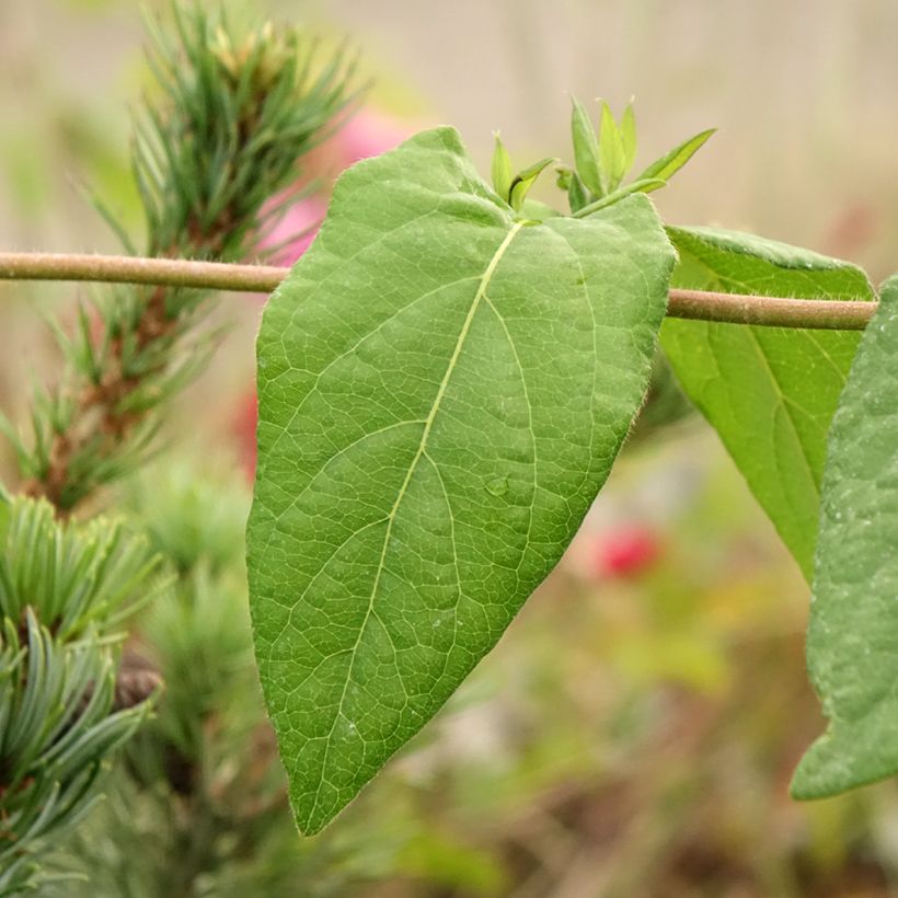 Madressilva-de-Henry Caprilia Ever - Lonicera henryi (Folhagem)