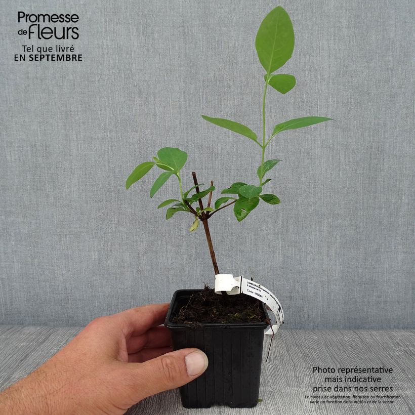 Amostra de Madressilva-dos-bosques Graham Thomas - Lonicera periclymenum Vaso de 8/9 cm tal como entregue no outono