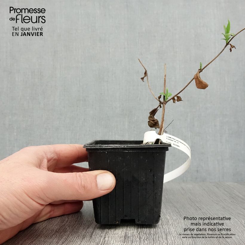 Amostra de Chèvrefeuille des Bois Graham Thomas Vaso de 8/9 cm tal como entregue no inverno