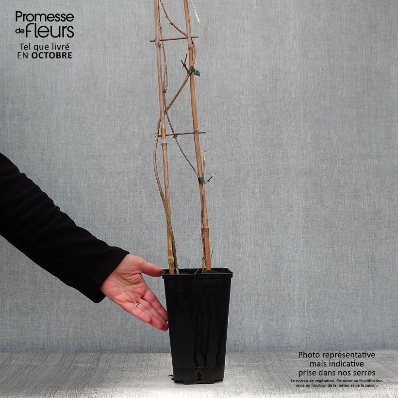 Amostra de Madressilva-dos-bosques Graham Thomas - Lonicera periclymenum Vaso de 2 L/3 L tal como entregue no outono
