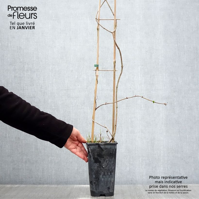 Amostra de Chèvrefeuille des Bois Graham Thomas Vaso de 2 L/3 L tal como entregue no inverno