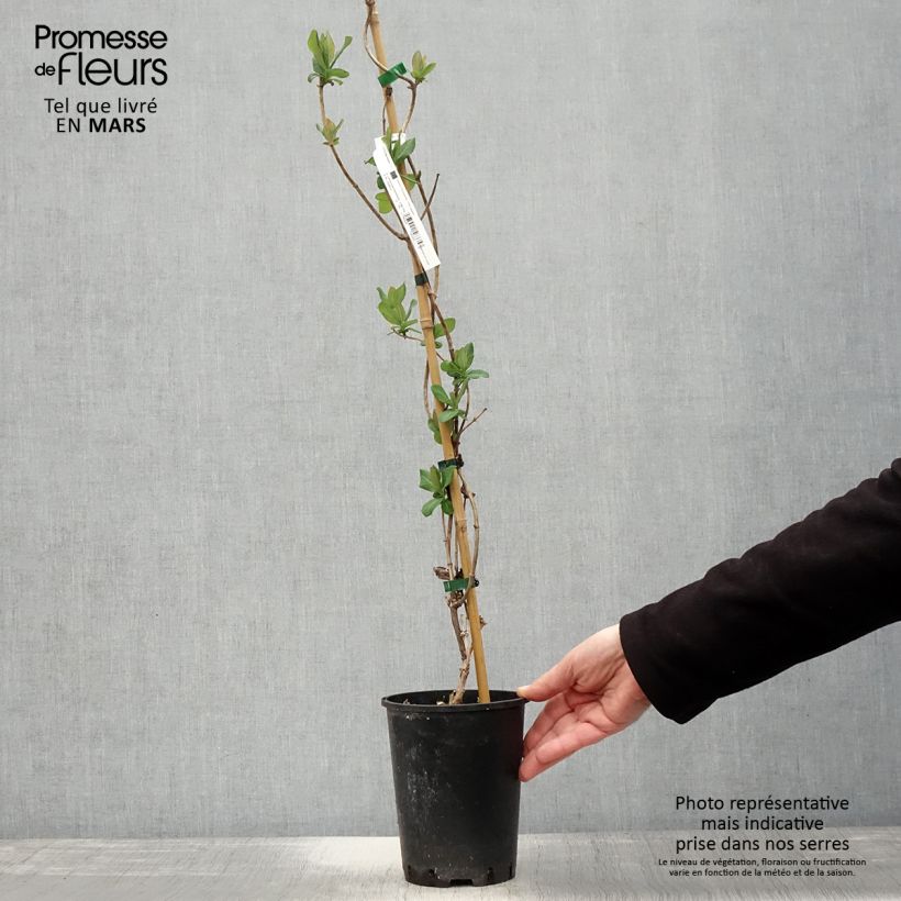 Amostra de Madressilva-dos-bosques Graham Thomas - Lonicera periclymenum Vaso de 2 L/3 L tal como entregue na primavera