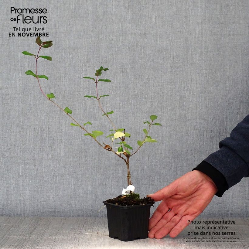 Amostra de Madressilva-dos-bosques Serotina - Lonicera periclymenum Vaso de 8/9 cm tal como entregue no outono