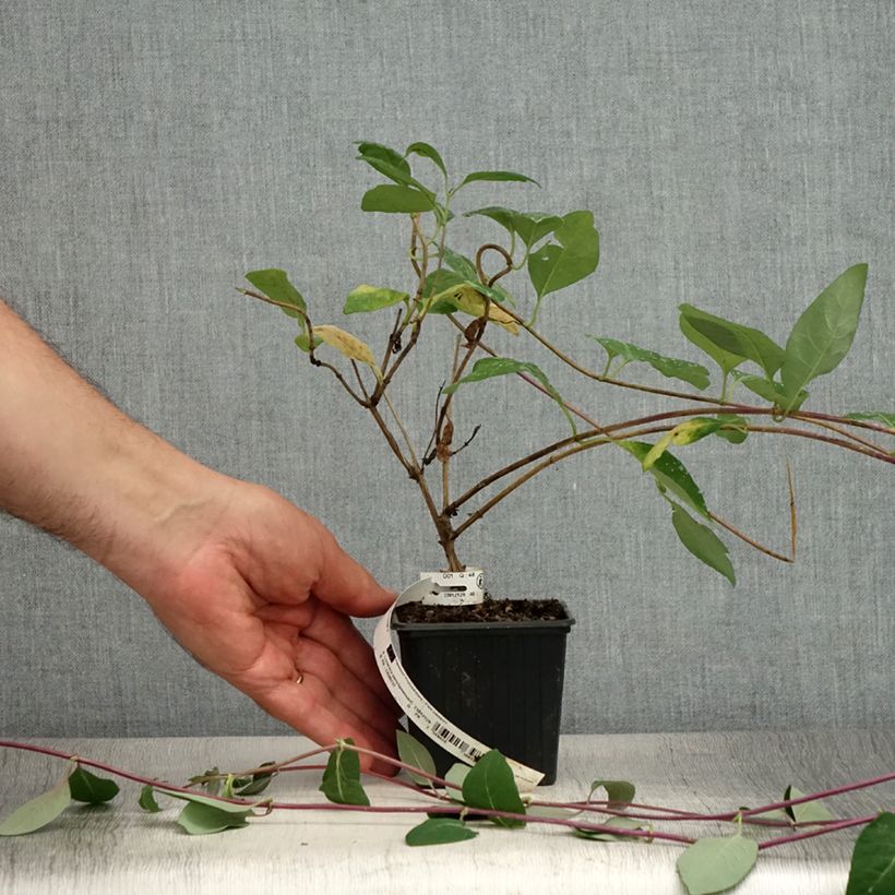 Amostra de Madressilva-dos-bosques Serotina - Lonicera periclymenum Vaso de 8/9 cm tal como entregue no verão