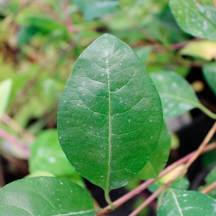Madressilva-dos-bosques Serotina - Lonicera periclymenum (Folhagem)