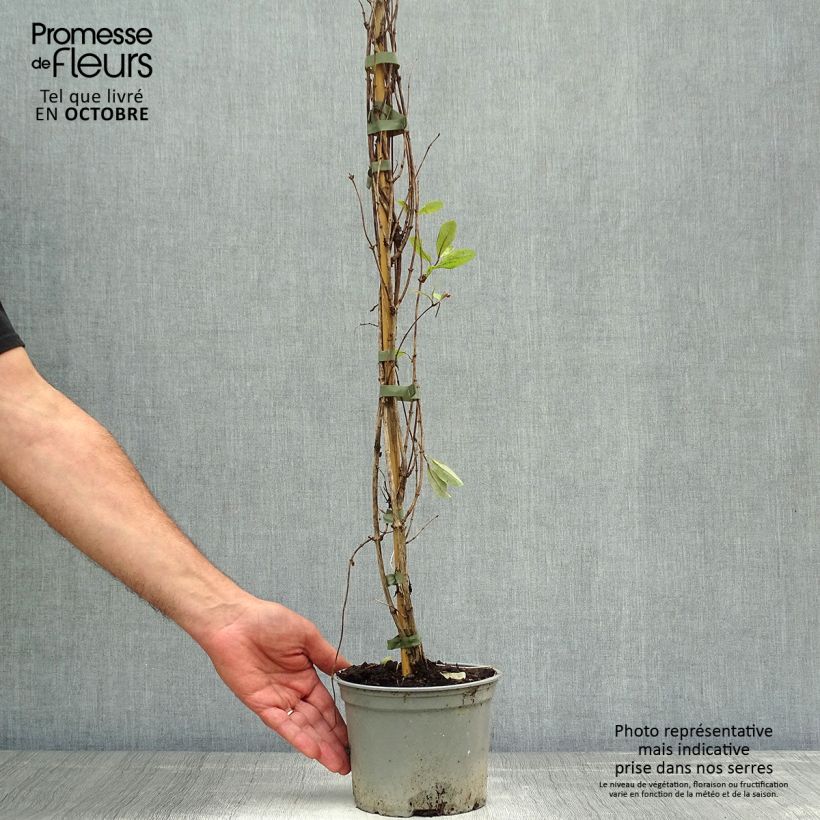 Amostra de Madressilva-dos-bosques Serotina - Lonicera periclymenum Vaso de 2 L/3 L tal como entregue no outono