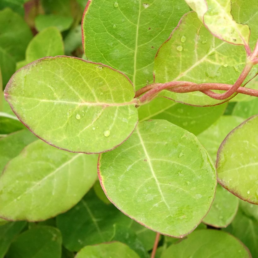 Madressilva Dropmore Scarlet - Lonicera × brownii (Folhagem)