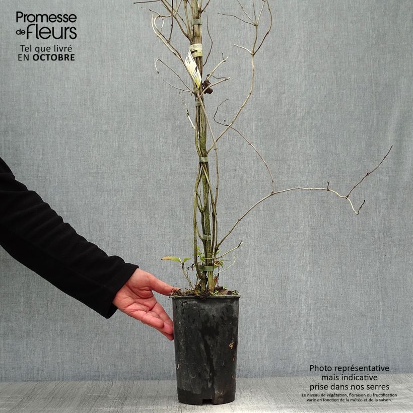 Amostra de Madressilva Dropmore Scarlet - Lonicera × brownii Vaso de 2 L/3 L tal como entregue no outono