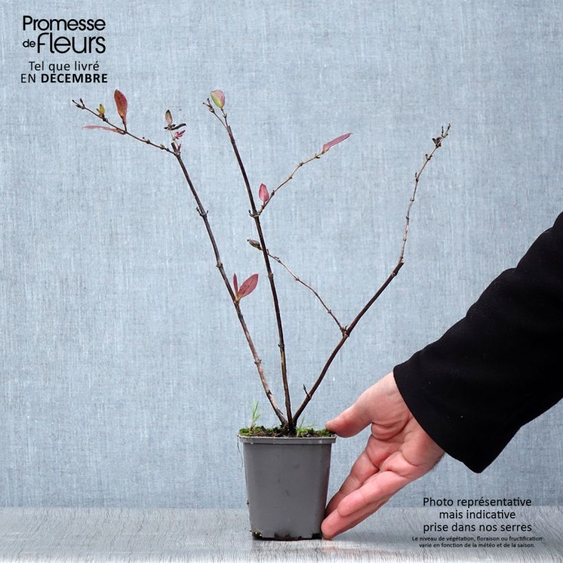 Amostra de Madressilva-do-japão Dart's Acumen - Lonicera japonica Vaso de 8/9 cm tal como entregue no outono