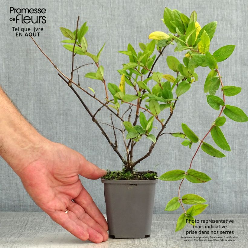 Amostra de Madressilva-do-japão Dart's Acumen - Lonicera japonica Vaso de 8/9 cm tal como entregue no verão