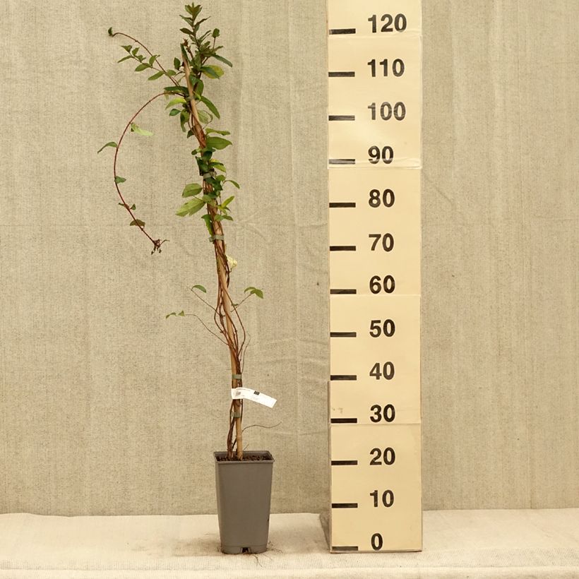 Amostra de Madressilva-do-japão Dart's World - Lonicera japonica Vaso de 3 L/4 L tal como entregue no outono