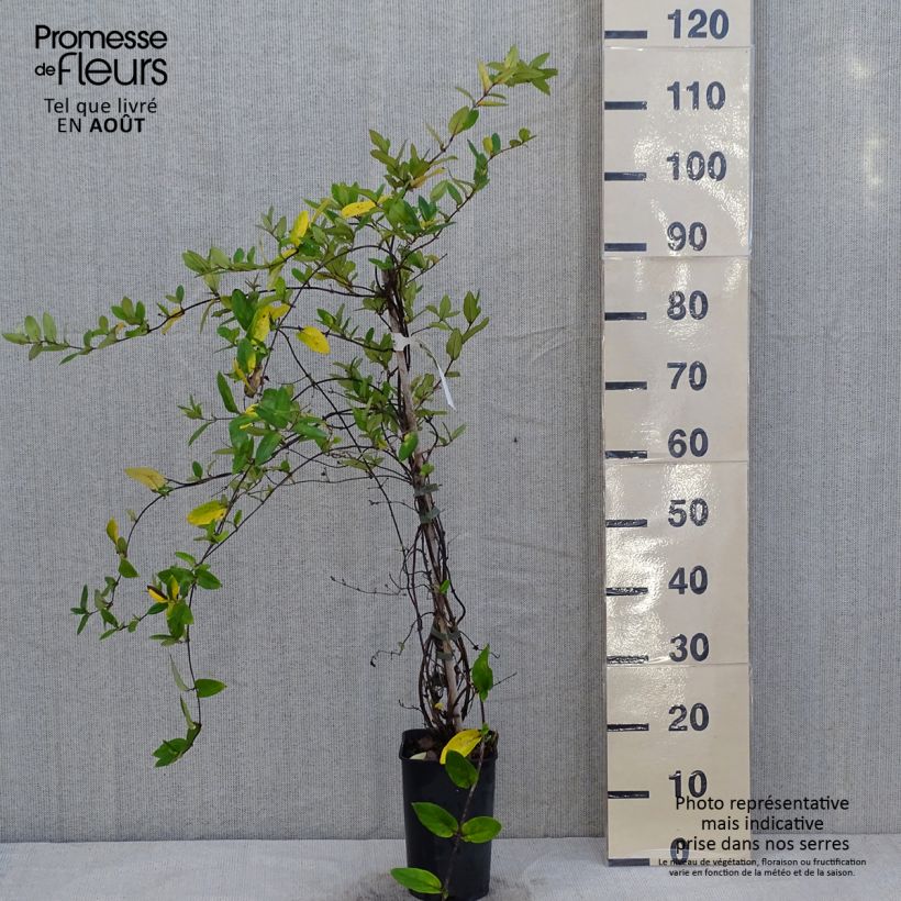 Amostra de Madressilva-do-japão Dart's World - Lonicera japonica Vaso de 3 L/4 L tal como entregue no verão