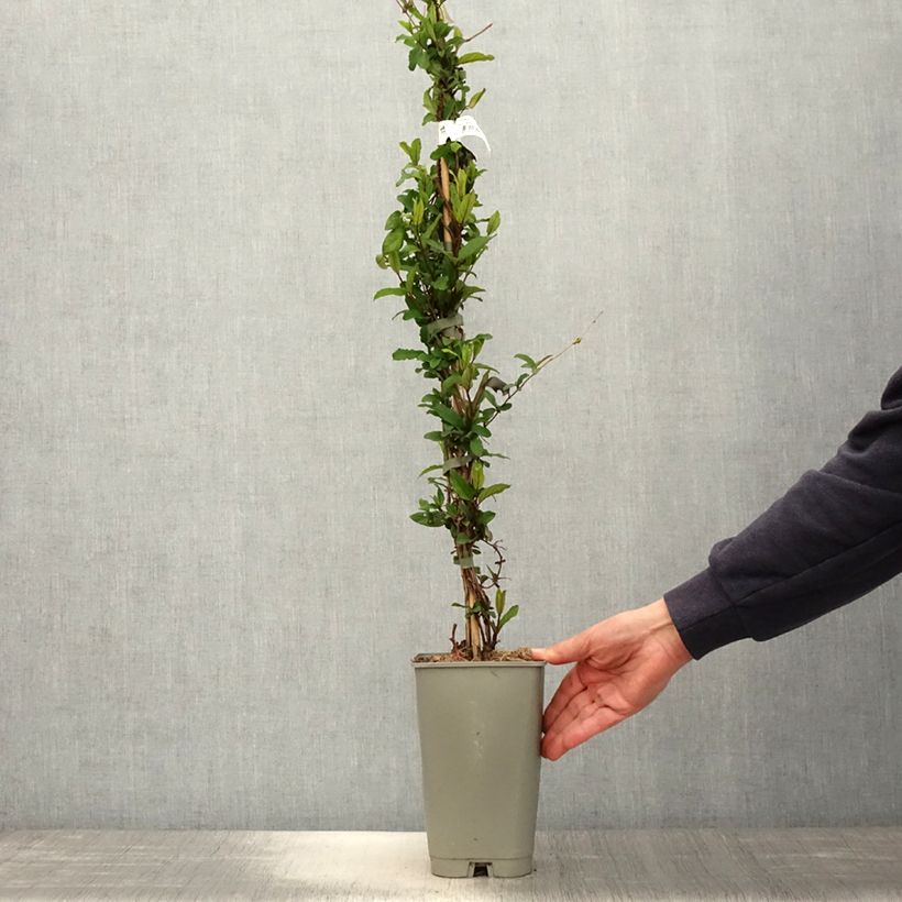 Amostra de Madressilva-do-japão Dart's World - Lonicera japonica Vaso de 3 L/4 L tal como entregue na primavera