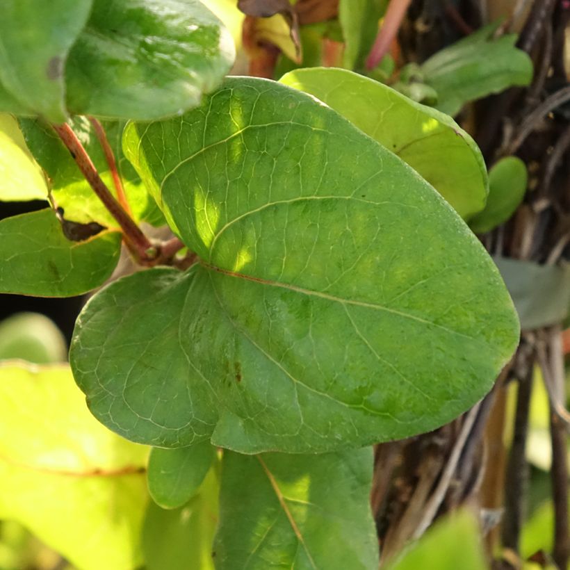 Madressilva-do-japão Dart's World - Lonicera japonica (Folhagem)