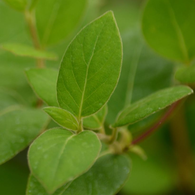 Madressilva-do-japão Hall's Prolific - Lonicera japonica (Folhagem)