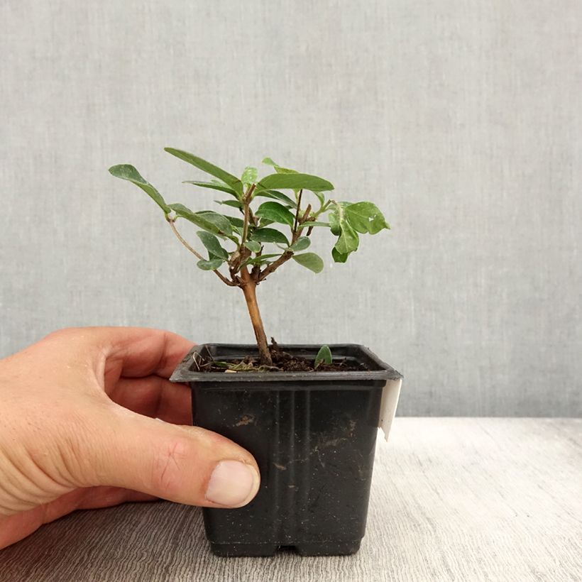 Amostra de Madressilva-do-japão Hall's Prolific - Lonicera japonica Vaso de 8/9 cm tal como entregue no outono