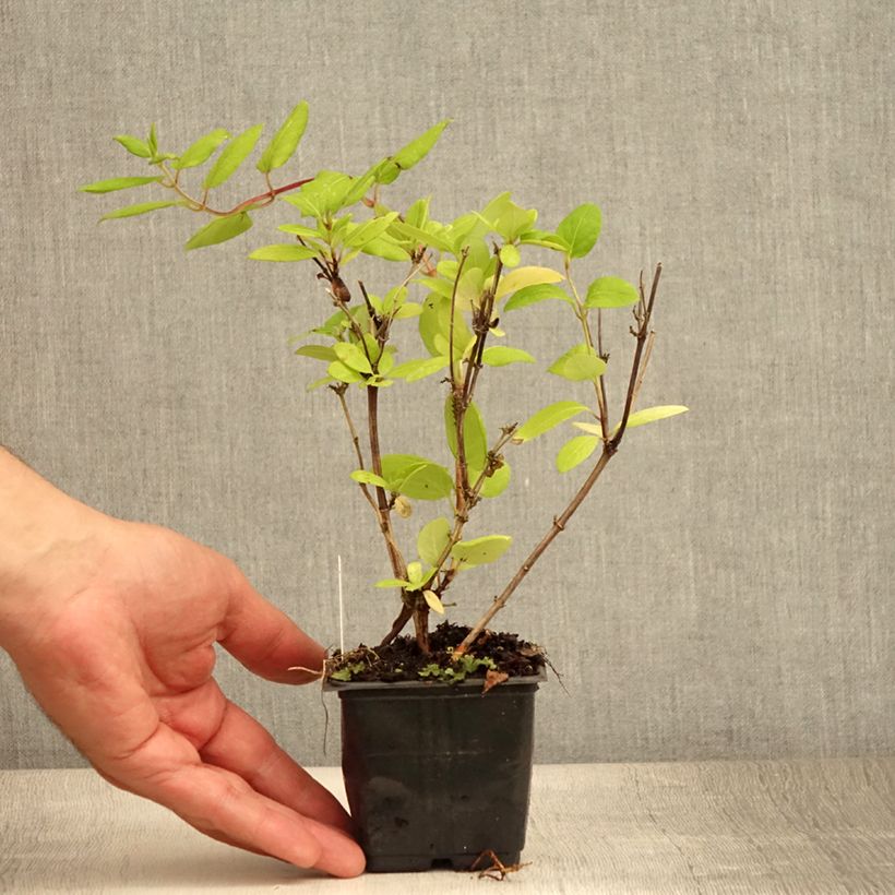 Amostra de Madressilva-do-japão Hall's Prolific - Lonicera japonica Vaso de 8/9 cm tal como entregue no verão