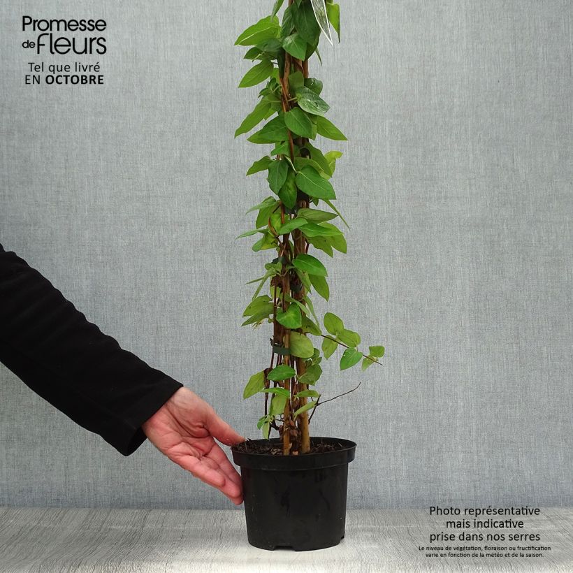 Amostra de Madressilva-do-japão Hall's Prolific - Lonicera japonica Vaso de 2 L/3 L tal como entregue no outono