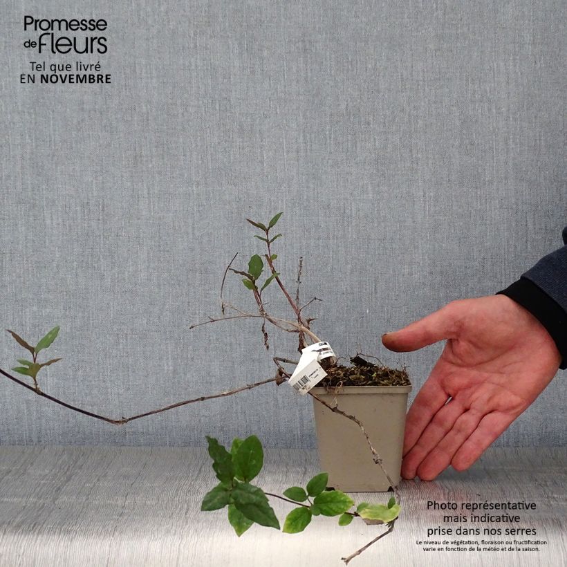 Amostra de Madressilva-do-japão Sinensis - Lonicera japonica Vaso de 8/9 cm tal como entregue no outono