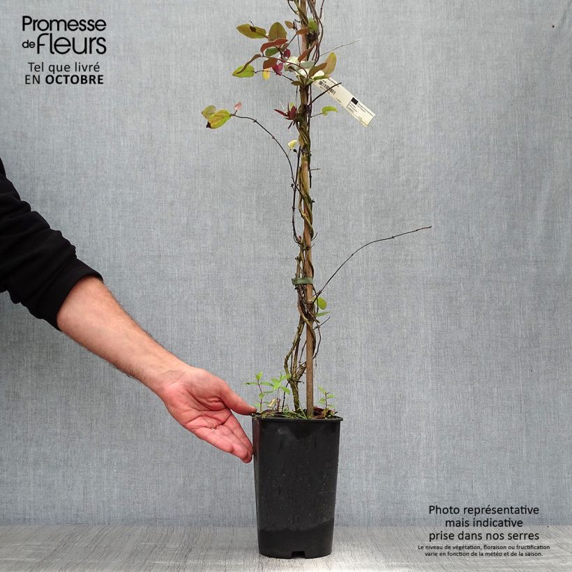 Amostra de Madressilva-do-japão Sinensis - Lonicera japonica Vaso de 2 L/3 L tal como entregue no outono