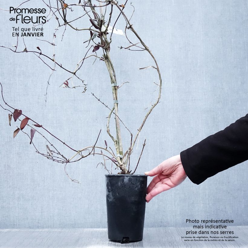Amostra de Chèvrefeuille du Japon - Lonicera japonica Sinensis Vaso de 2 L/3 L tal como entregue no inverno