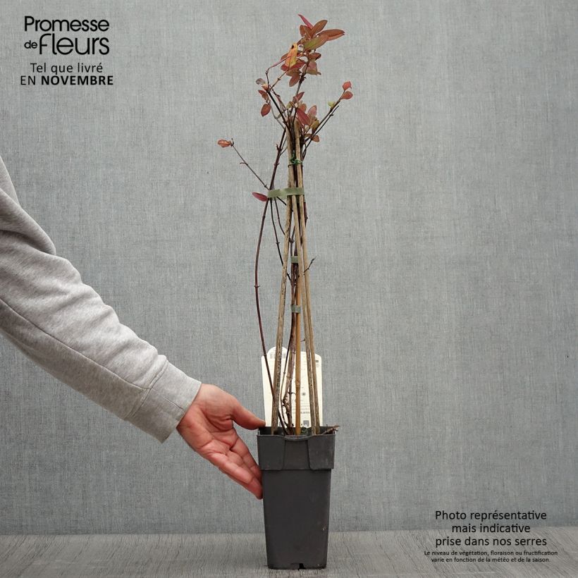Amostra de Madressilva-do-japão Red World - Lonicera japonica Vaso de 2 L/3 L tal como entregue no outono