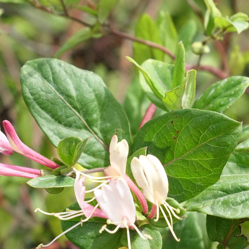 Madressilva-do-japão Red World - Lonicera japonica (Folhagem)