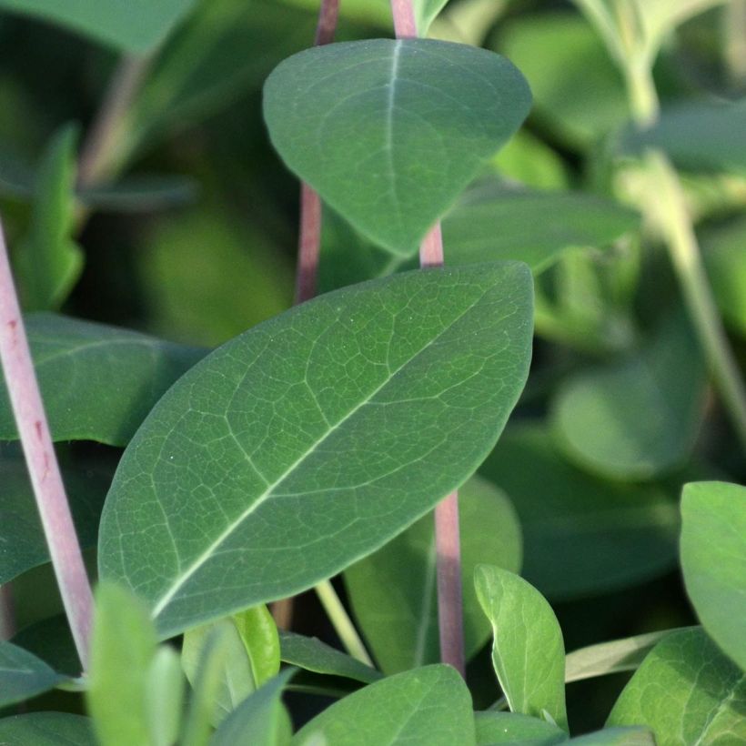 Madressilva Gold Flame - Lonicera heckrottii (Folhagem)