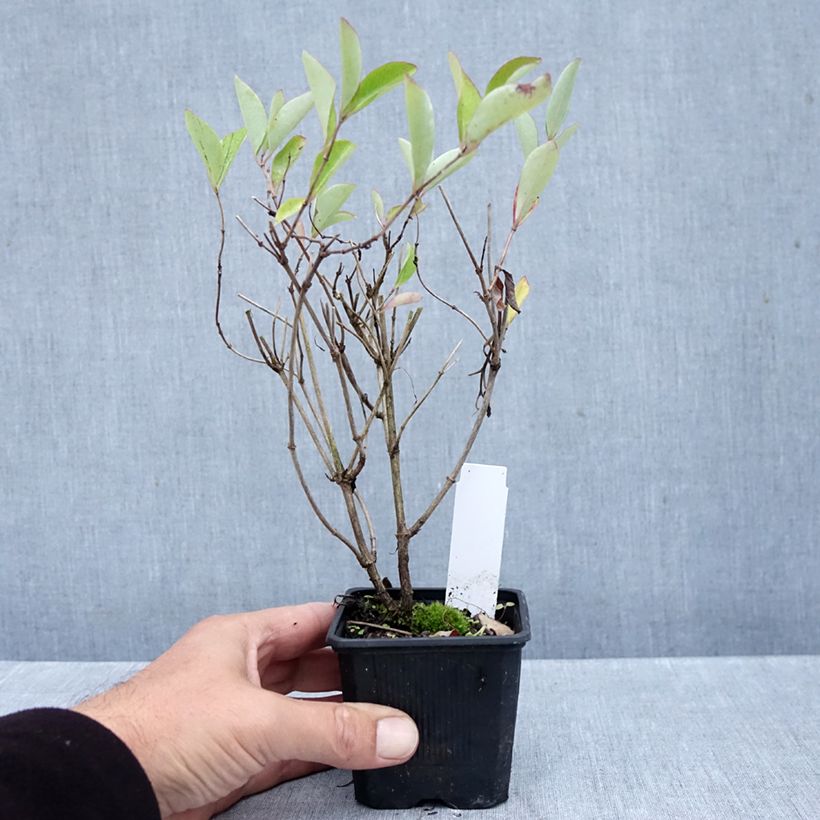 Amostra de Madressilva Gold Flame - Lonicera heckrottii Vaso de 8/9 cm tal como entregue no outono