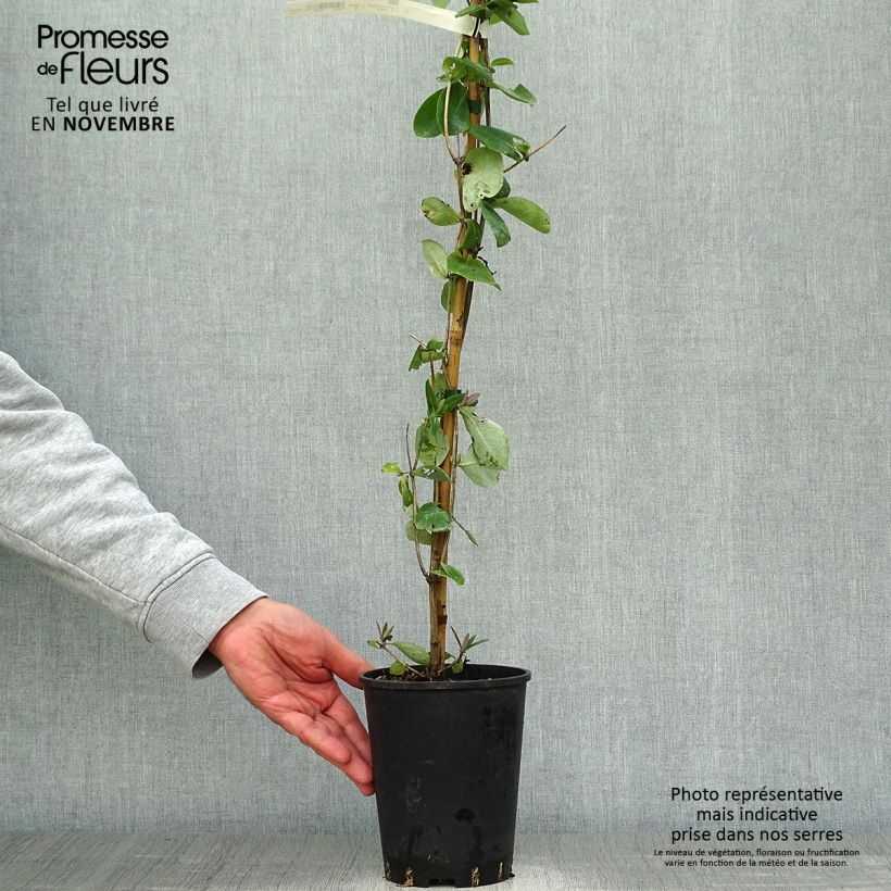 Amostra de Madressilva Gold Flame - Lonicera heckrottii Vaso de 2 L/3 L tal como entregue no outono