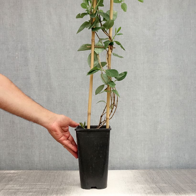 Amostra de Madressilva Gold Flame - Lonicera heckrottii Vaso de 2 L/3 L tal como entregue no verão