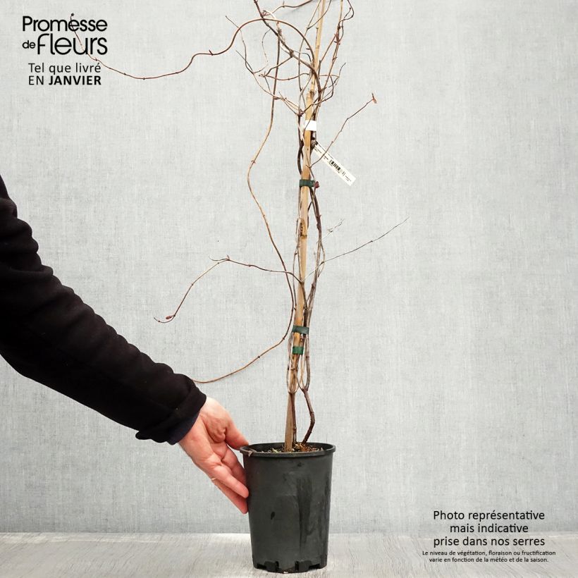 Amostra de Madressilva Gold Flame - Lonicera heckrottii Vaso de 2 L/3 L tal como entregue no inverno