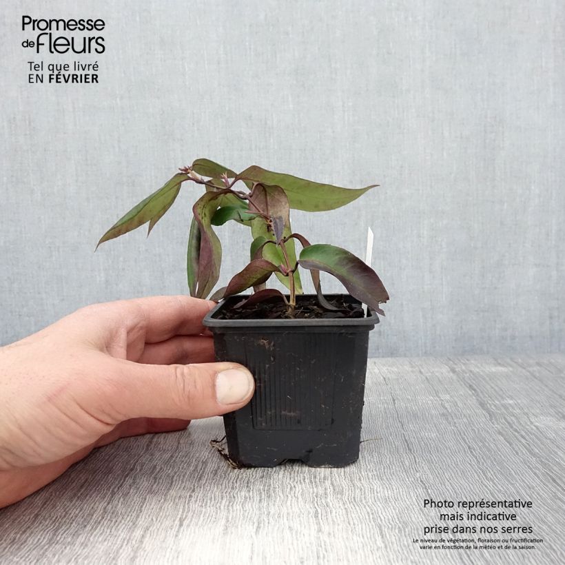 Amostra de Madressilva-de-Henry Marinella - Lonicera henryi Vaso de 8/9 cm tal como entregue no inverno