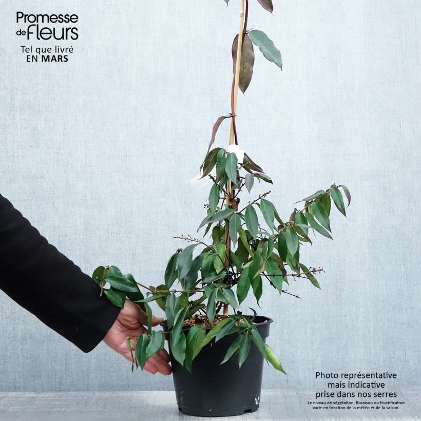 Amostra de Madressilva-de-Henry Marinella - Lonicera henryi Vaso de 4 L/5 L tal como entregue na primavera