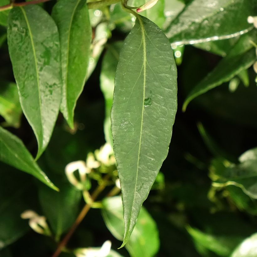 Madressilva-de-Henry Marinella - Lonicera henryi (Folhagem)
